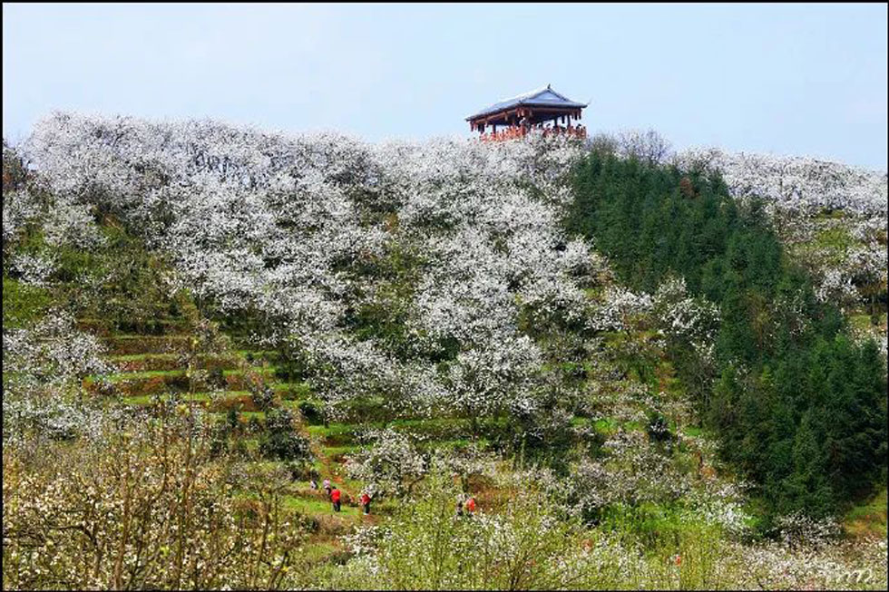 【春天，广西桂林灌阳县向您发出邀请！】我们在灌阳看梨花 - 游山玩水 - 株洲生活社区 - 株洲28生活网 zhuzhou.28life.net