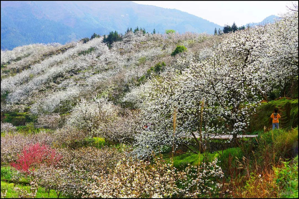 【春天，广西桂林灌阳县向您发出邀请！】我们在灌阳看梨花 - 游山玩水 - 株洲生活社区 - 株洲28生活网 zhuzhou.28life.net
