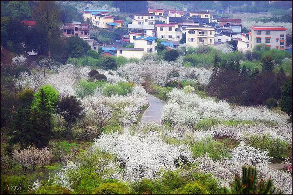 【春天，广西桂林灌阳县向您发出邀请！】我们在灌阳看梨花 - 游山玩水 - 株洲生活社区 - 株洲28生活网 zhuzhou.28life.net