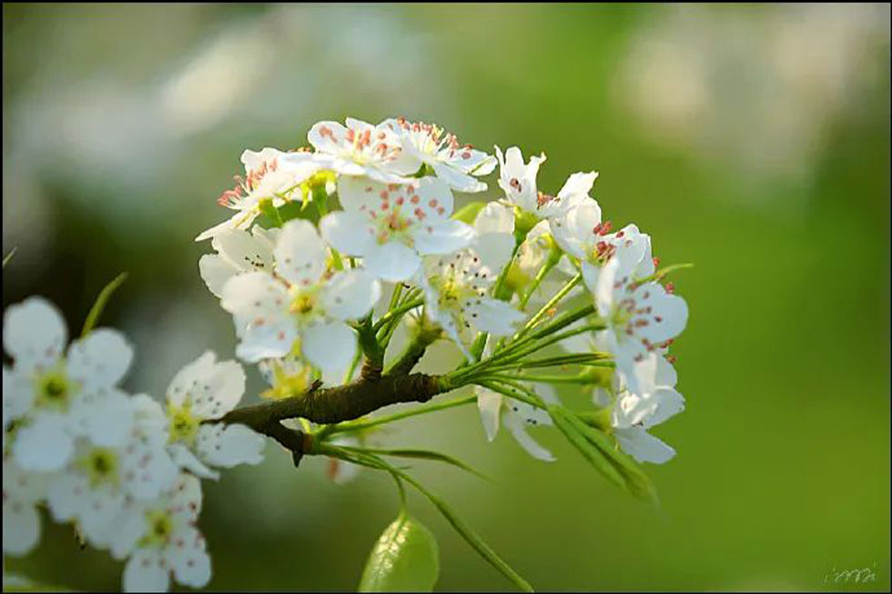 【春天，广西桂林灌阳县向您发出邀请！】我们在灌阳看梨花 - 游山玩水 - 株洲生活社区 - 株洲28生活网 zhuzhou.28life.net