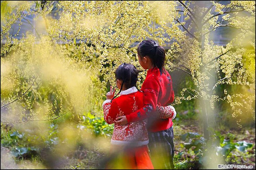 【春天，广西桂林灌阳县向您发出邀请！】米珠山前有片山苍子花在飘香 - 游山玩水 - 株洲生活社区 - 株洲28生活网 zhuzhou.28life.net