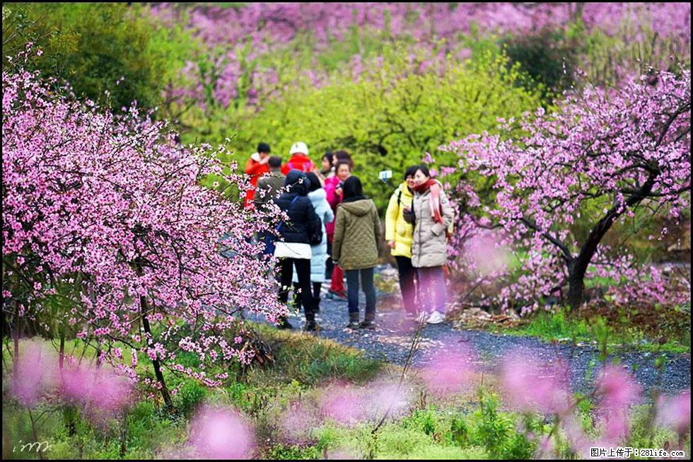 【春天，广西桂林灌阳县向您发出邀请！】官庄村有个醉美的桃花园 - 游山玩水 - 株洲生活社区 - 株洲28生活网 zhuzhou.28life.net