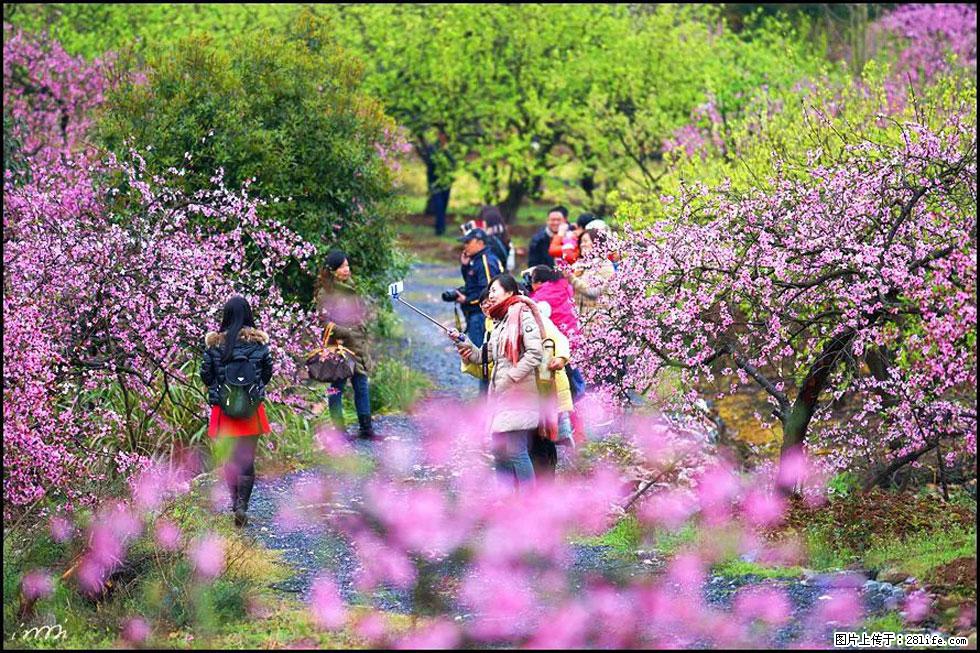 【春天，广西桂林灌阳县向您发出邀请！】官庄村有个醉美的桃花园 - 游山玩水 - 株洲生活社区 - 株洲28生活网 zhuzhou.28life.net