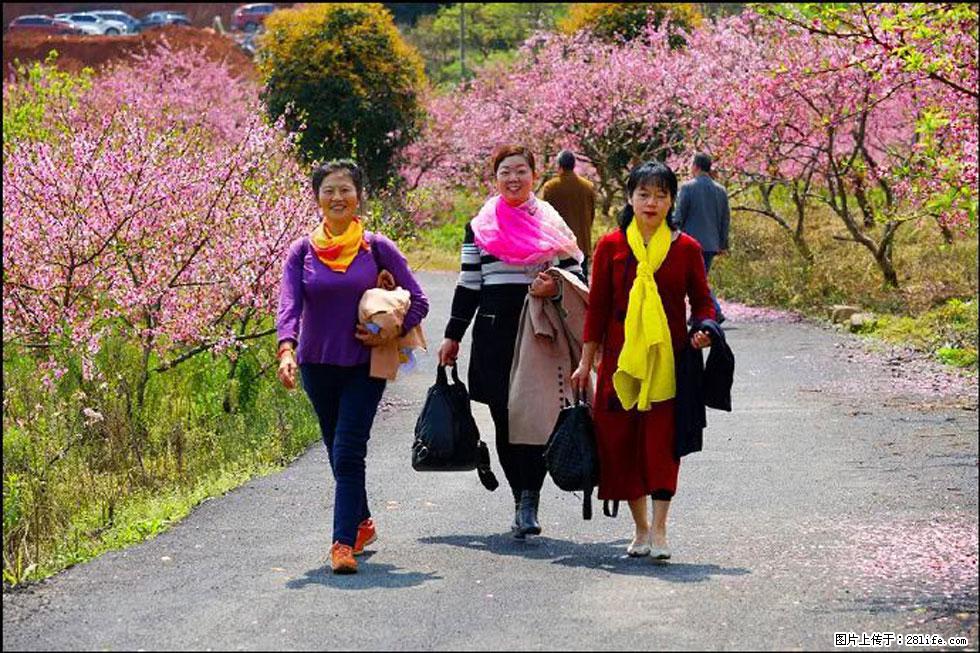 【春天，广西桂林灌阳县向您发出邀请！】官庄村有个醉美的桃花园 - 游山玩水 - 株洲生活社区 - 株洲28生活网 zhuzhou.28life.net