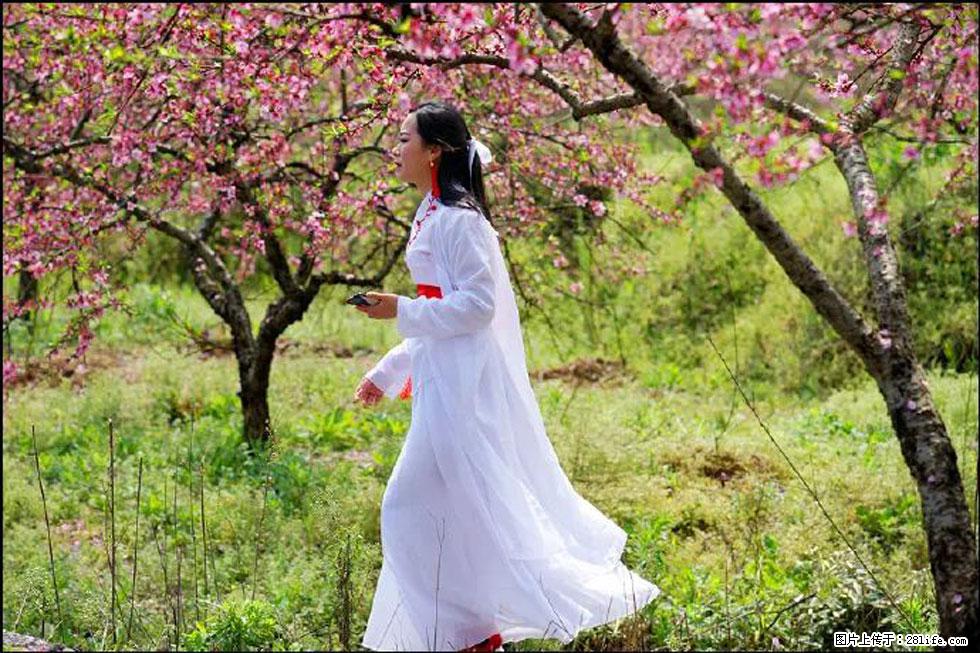 【春天，广西桂林灌阳县向您发出邀请！】官庄村有个醉美的桃花园 - 游山玩水 - 株洲生活社区 - 株洲28生活网 zhuzhou.28life.net