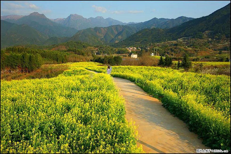 【春天，广西桂林灌阳县向您发出邀请！】长坪村油菜盛情花开 - 游山玩水 - 株洲生活社区 - 株洲28生活网 zhuzhou.28life.net