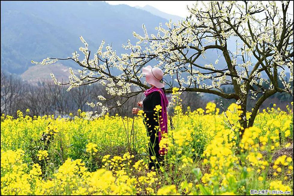 【春天，广西桂林灌阳县向您发出邀请！】长坪村油菜盛情花开 - 游山玩水 - 株洲生活社区 - 株洲28生活网 zhuzhou.28life.net