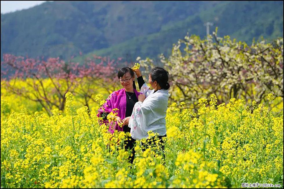 【春天，广西桂林灌阳县向您发出邀请！】长坪村油菜盛情花开 - 游山玩水 - 株洲生活社区 - 株洲28生活网 zhuzhou.28life.net