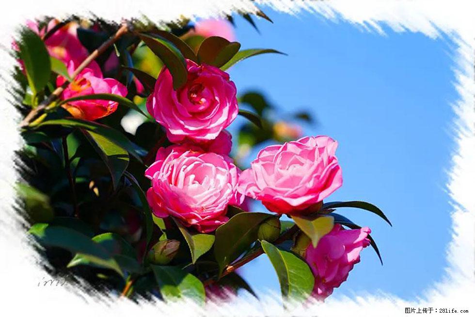 【春天，广西桂林灌阳县向您发出邀请！】杨柳井茶花惹人爱 - 游山玩水 - 株洲生活社区 - 株洲28生活网 zhuzhou.28life.net