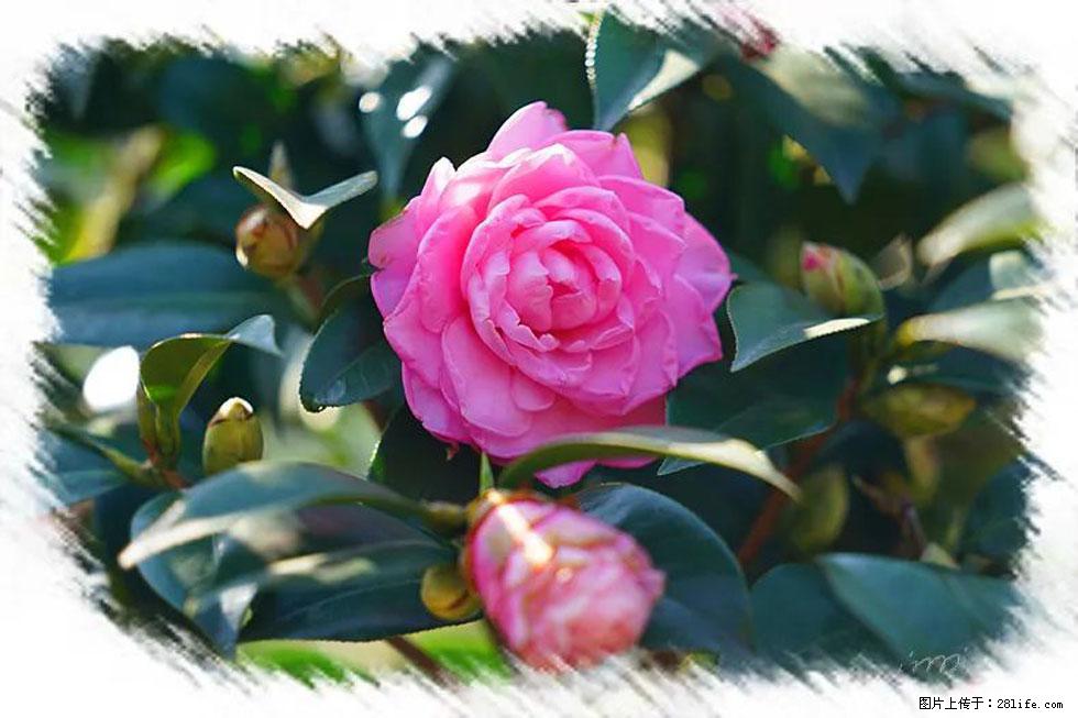 【春天，广西桂林灌阳县向您发出邀请！】杨柳井茶花惹人爱 - 游山玩水 - 株洲生活社区 - 株洲28生活网 zhuzhou.28life.net
