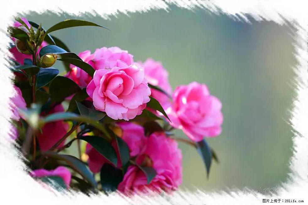 【春天，广西桂林灌阳县向您发出邀请！】杨柳井茶花惹人爱 - 游山玩水 - 株洲生活社区 - 株洲28生活网 zhuzhou.28life.net