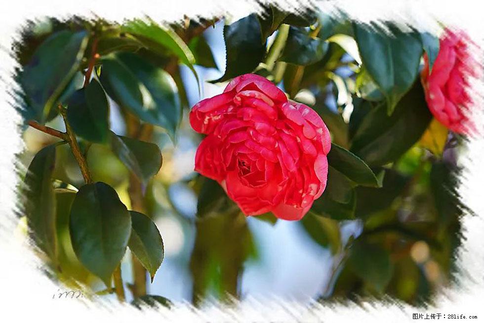 【春天，广西桂林灌阳县向您发出邀请！】杨柳井茶花惹人爱 - 游山玩水 - 株洲生活社区 - 株洲28生活网 zhuzhou.28life.net