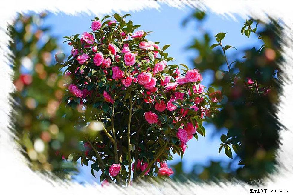 【春天，广西桂林灌阳县向您发出邀请！】杨柳井茶花惹人爱 - 游山玩水 - 株洲生活社区 - 株洲28生活网 zhuzhou.28life.net