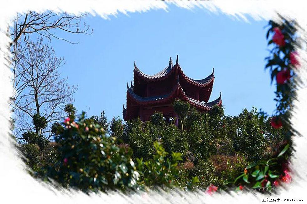 【春天，广西桂林灌阳县向您发出邀请！】杨柳井茶花惹人爱 - 游山玩水 - 株洲生活社区 - 株洲28生活网 zhuzhou.28life.net