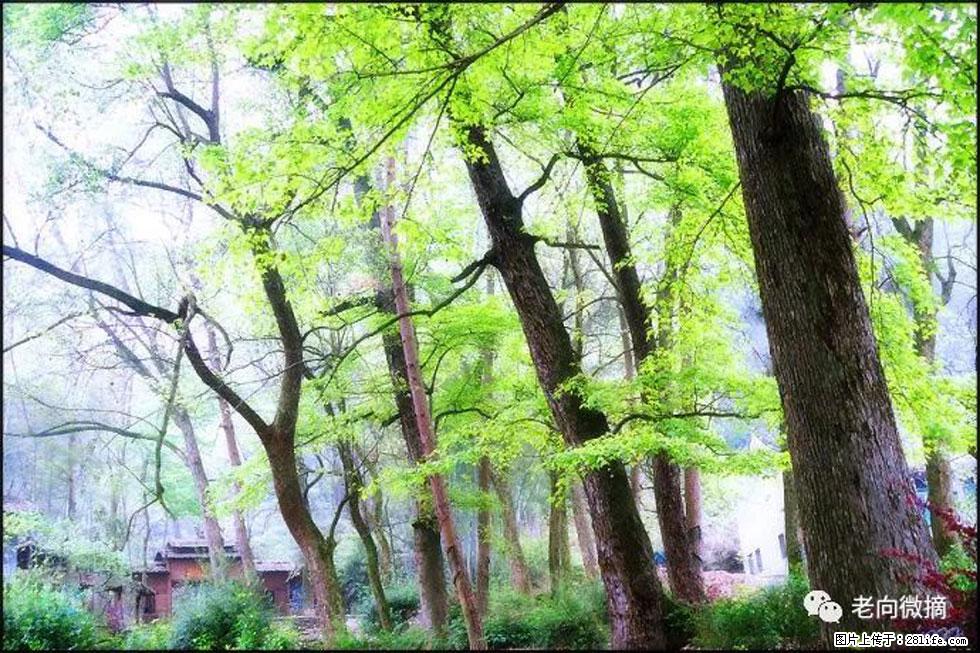 【春天,广西桂林灌阳县向您发出邀请!】在小龙村与春天约会 - 游山玩水 - 株洲生活社区 - 株洲28生活网 zhuzhou.28life.net