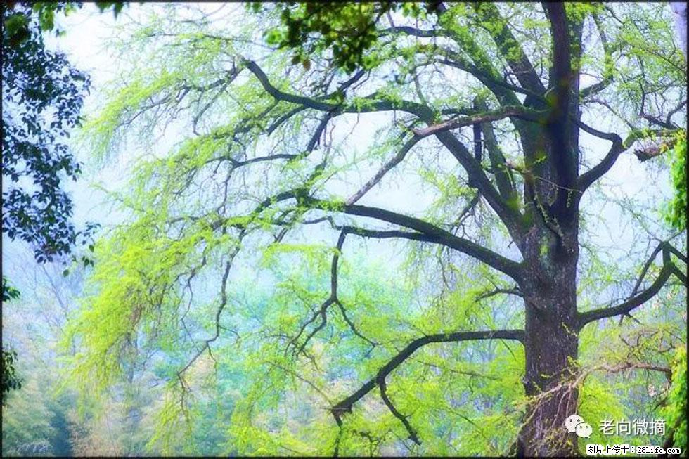 【春天,广西桂林灌阳县向您发出邀请!】在小龙村与春天约会 - 游山玩水 - 株洲生活社区 - 株洲28生活网 zhuzhou.28life.net