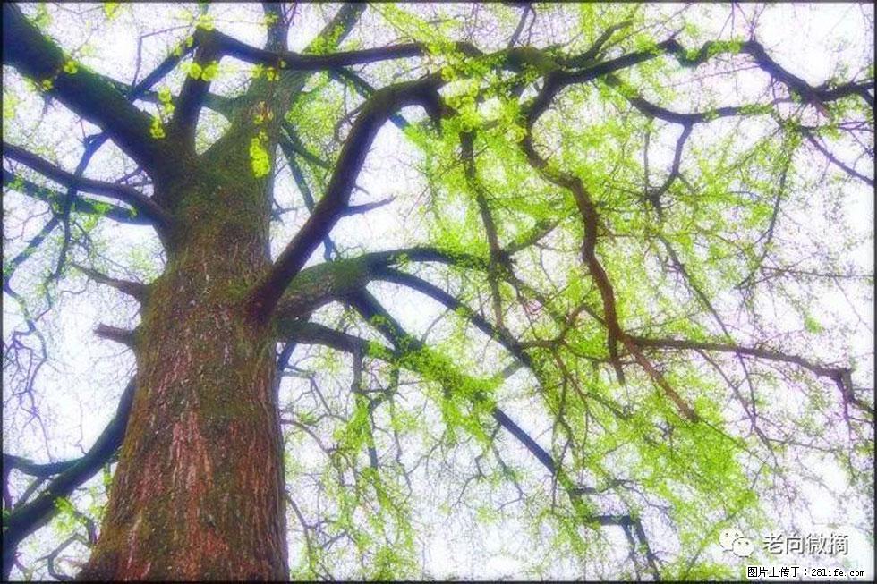 【春天,广西桂林灌阳县向您发出邀请!】在小龙村与春天约会 - 游山玩水 - 株洲生活社区 - 株洲28生活网 zhuzhou.28life.net