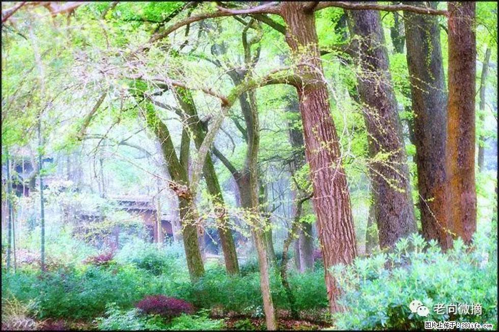 【春天,广西桂林灌阳县向您发出邀请!】在小龙村与春天约会 - 游山玩水 - 株洲生活社区 - 株洲28生活网 zhuzhou.28life.net