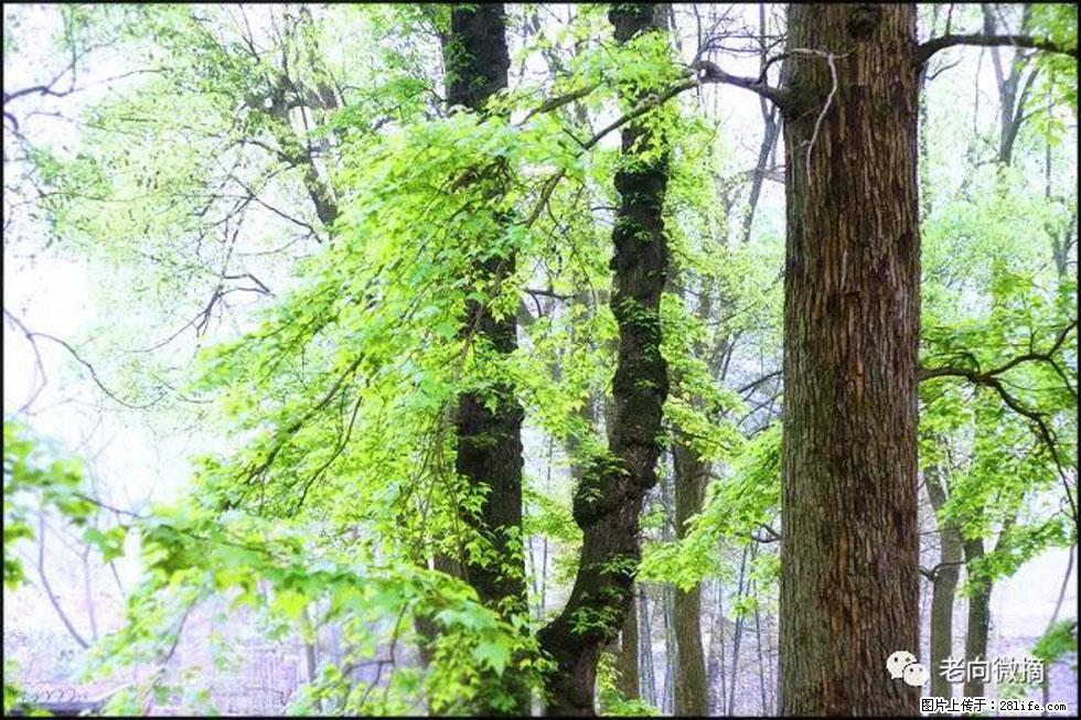 【春天,广西桂林灌阳县向您发出邀请!】在小龙村与春天约会 - 游山玩水 - 株洲生活社区 - 株洲28生活网 zhuzhou.28life.net
