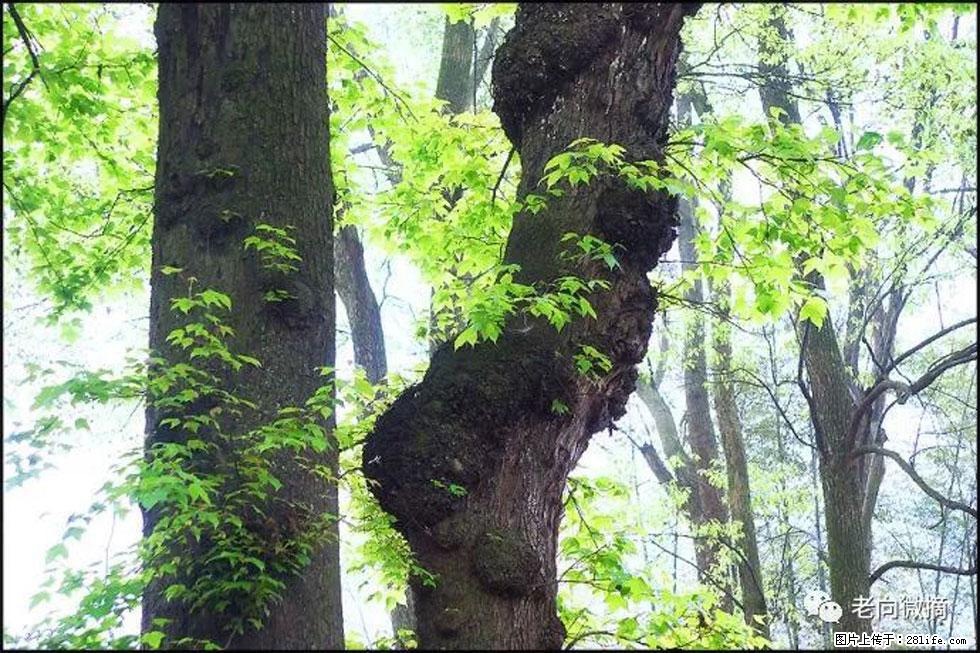 【春天,广西桂林灌阳县向您发出邀请!】在小龙村与春天约会 - 游山玩水 - 株洲生活社区 - 株洲28生活网 zhuzhou.28life.net