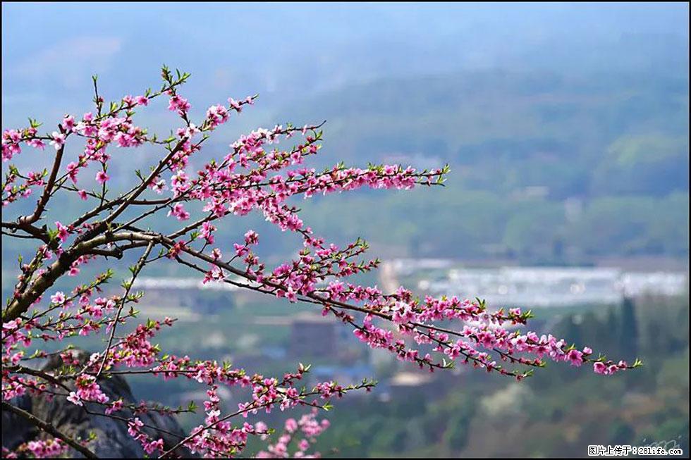 【春天,广西桂林灌阳县向您发出邀请!】望月岭上桃花开 - 游山玩水 - 株洲生活社区 - 株洲28生活网 zhuzhou.28life.net