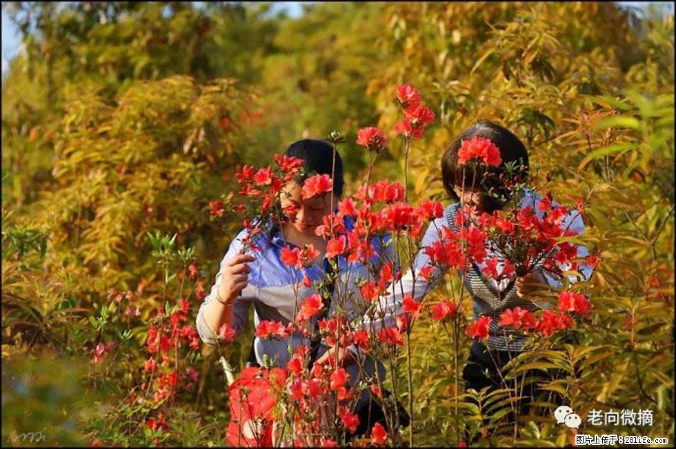 【春天,广西桂林灌阳县向您发出邀请!】登麒麟山,相约映山红 - 游山玩水 - 株洲生活社区 - 株洲28生活网 zhuzhou.28life.net