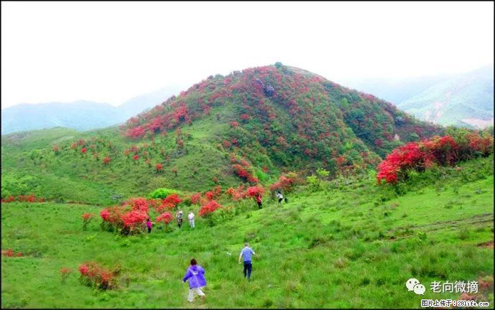 【春天，广西桂林灌阳县向您发出邀请！】宝盖山上映山红 - 游山玩水 - 株洲生活社区 - 株洲28生活网 zhuzhou.28life.net