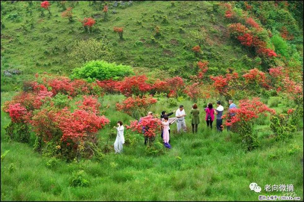 【春天，广西桂林灌阳县向您发出邀请！】宝盖山上映山红 - 游山玩水 - 株洲生活社区 - 株洲28生活网 zhuzhou.28life.net