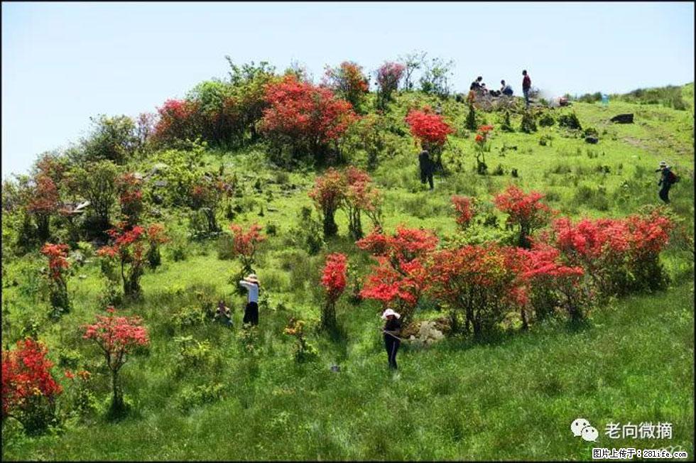 【春天，广西桂林灌阳县向您发出邀请！】宝盖山上映山红 - 游山玩水 - 株洲生活社区 - 株洲28生活网 zhuzhou.28life.net