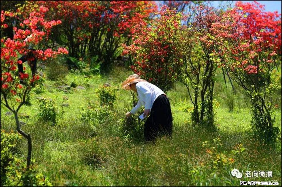 【春天，广西桂林灌阳县向您发出邀请！】宝盖山上映山红 - 游山玩水 - 株洲生活社区 - 株洲28生活网 zhuzhou.28life.net