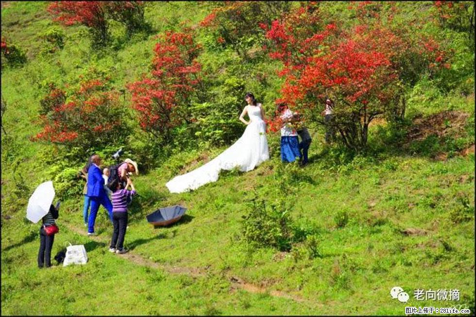【春天，广西桂林灌阳县向您发出邀请！】宝盖山上映山红 - 游山玩水 - 株洲生活社区 - 株洲28生活网 zhuzhou.28life.net