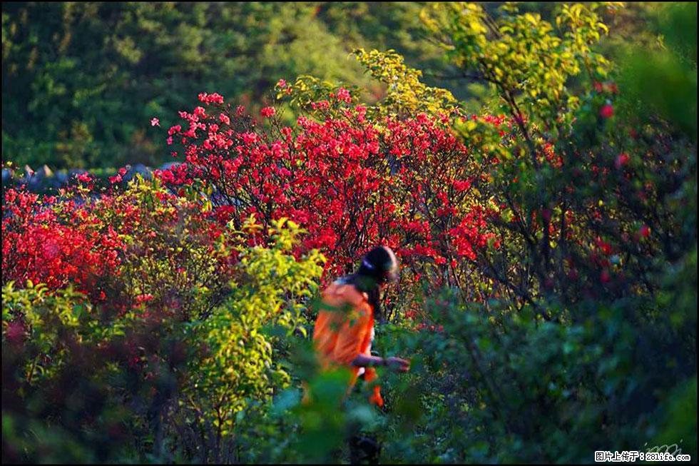 【春天，广西桂林灌阳县向您发出邀请！】春木界上映山红 - 游山玩水 - 株洲生活社区 - 株洲28生活网 zhuzhou.28life.net