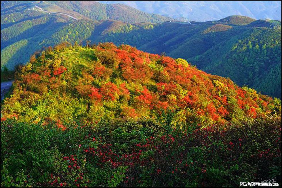 【春天，广西桂林灌阳县向您发出邀请！】春木界上映山红 - 游山玩水 - 株洲生活社区 - 株洲28生活网 zhuzhou.28life.net