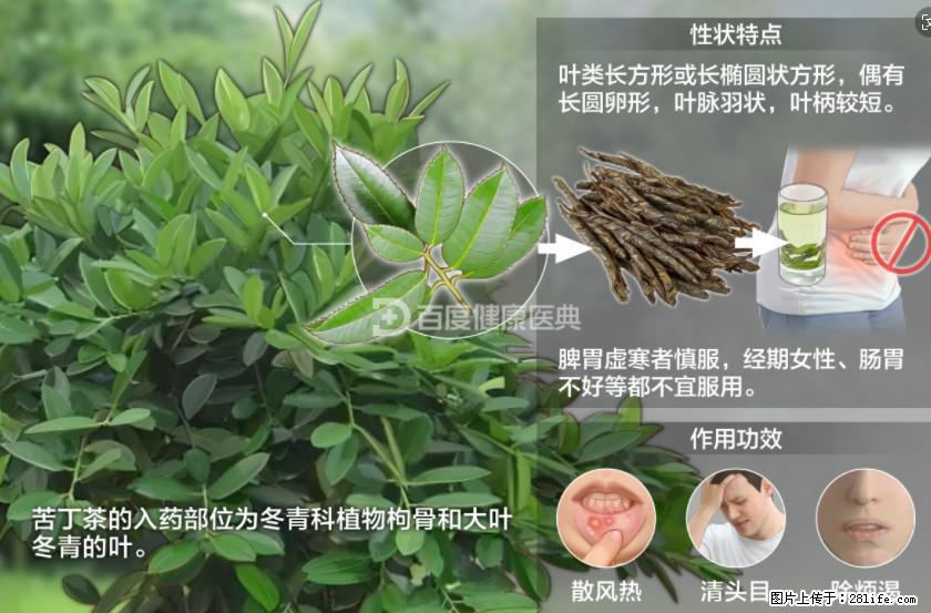 苦丁茶有哪些功效和作用 - 生活百科 - 株洲生活社区 - 株洲28生活网 zhuzhou.28life.net