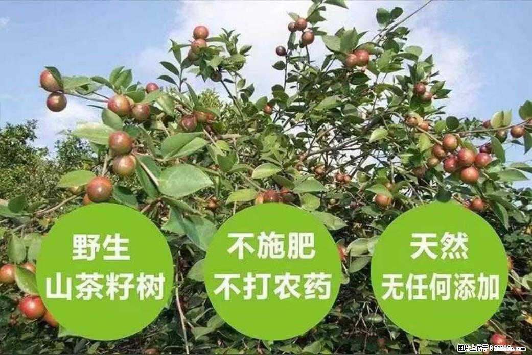 【灌阳县油茶产业示范区】一个有着充实的精神生活的人，对待身外之物自会有一种淡泊的态度 - 土特产 - 饮食特产 - 株洲分类信息 - 株洲28生活网 zhuzhou.28life.net