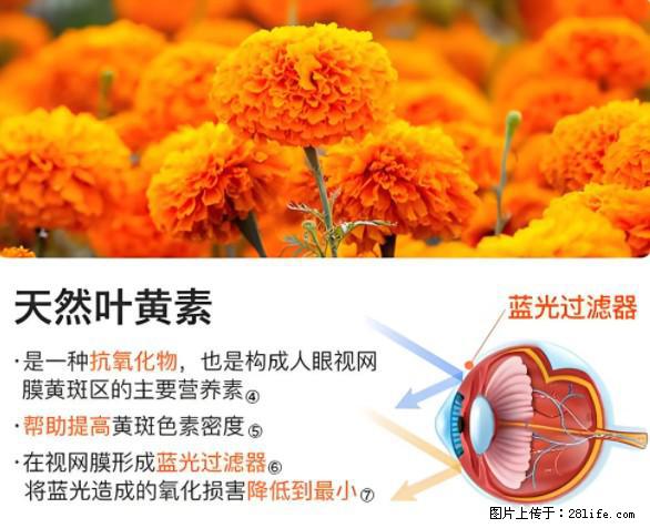 叶黄素有什么功效和作用 - 生活百科 - 株洲生活社区 - 株洲28生活网 zhuzhou.28life.net