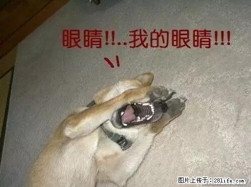 笑癫了！一女的怀孕三年未生，他终于忍不住了... - 娱乐八卦 - 株洲生活社区 - 株洲28生活网 zhuzhou.28life.net