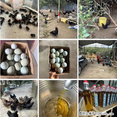油茶园从小鸡仔开始养起的纯土鸡、土鸡蛋可以预定啦！还有前几天刚榨的纯山茶油哦 - 美食天地 - 株洲生活社区 - 株洲28生活网 zhuzhou.28life.net
