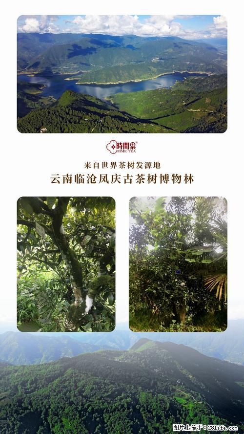 时间果百年古树2025年春红茶 - 购物交流 - 株洲生活社区 - 株洲28生活网 zhuzhou.28life.net