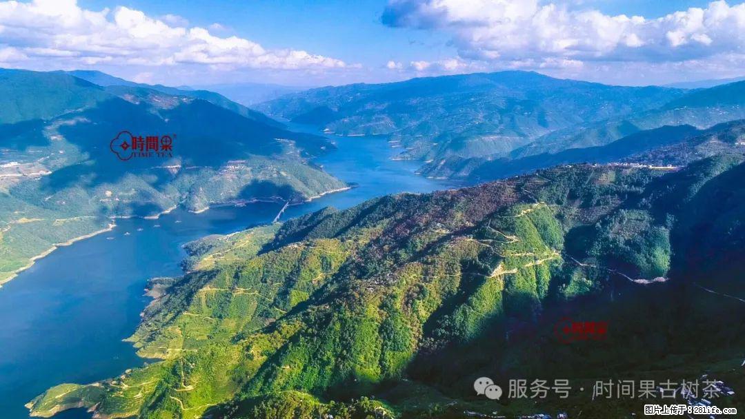 时间果百年古树龙珠普洱生茶 - 购物交流 - 株洲生活社区 - 株洲28生活网 zhuzhou.28life.net