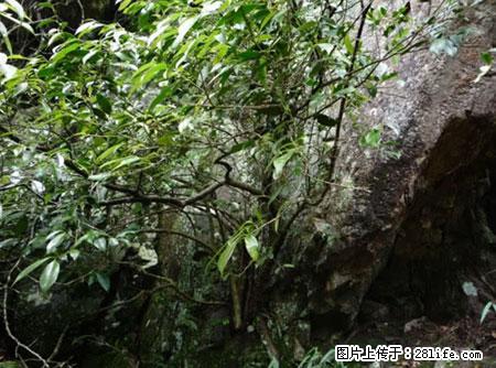 平乐石崖茶，珍贵仅次于金花茶 - 株洲生活资讯 - 株洲28生活网 zhuzhou.28life.net