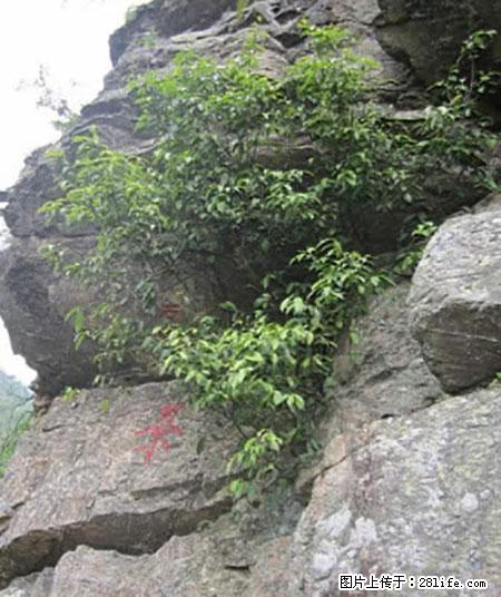 平乐石崖茶，珍贵仅次于金花茶 - 株洲生活资讯 - 株洲28生活网 zhuzhou.28life.net