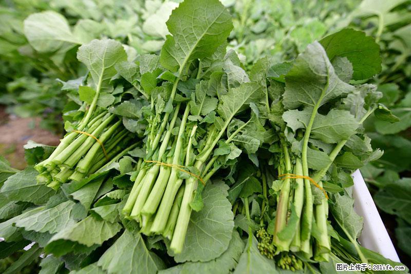 这些蔬菜是“天然钙片”，这6种被医生重点推荐 - 株洲生活资讯 - 株洲28生活网 zhuzhou.28life.net